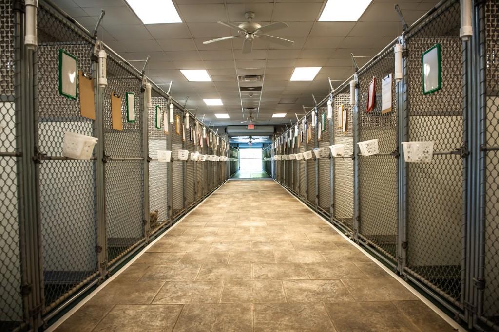 Great Dog Boarding Four Paws Pet Resort