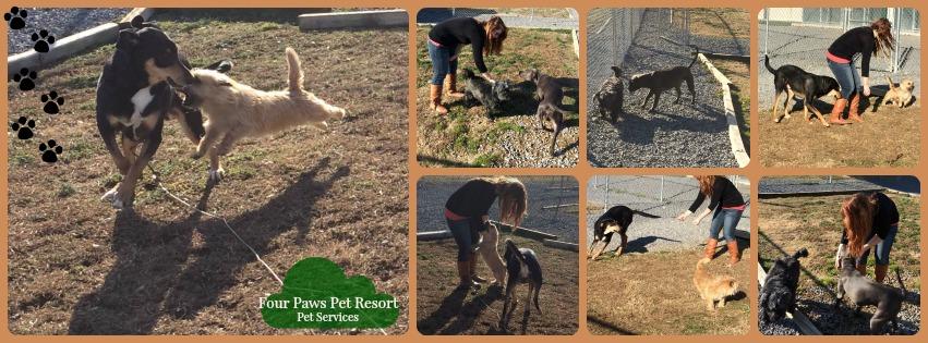 13++ 4 paws pet resort activity center information