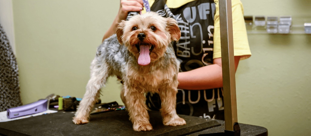 Pet Grooming Four Paws Pet Resort Four Paws Grooming Off 70%